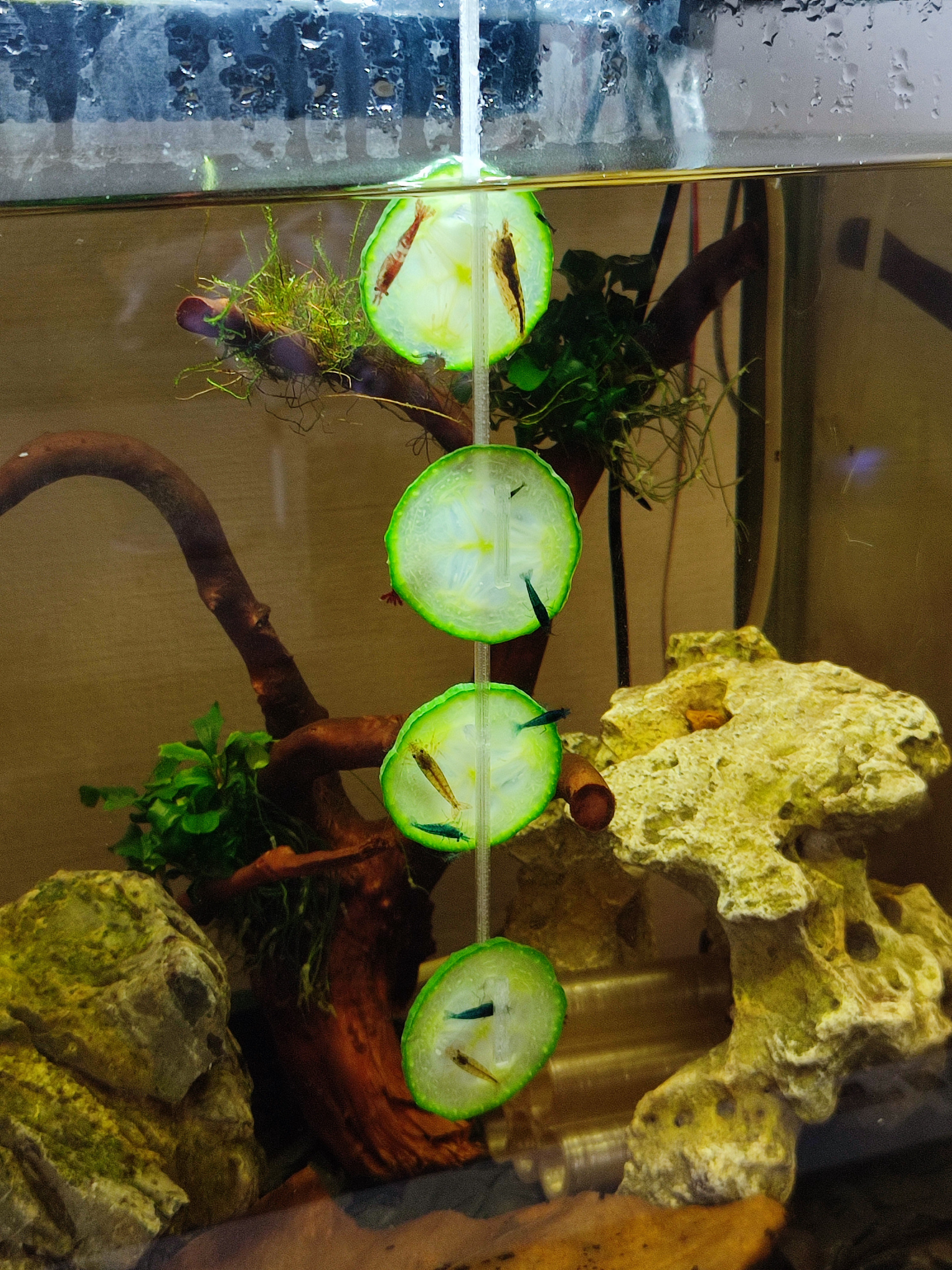 Aquarium cucumber feeder